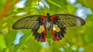 Scarlet Swallowtail Butterfly