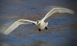 Wide wings of swan