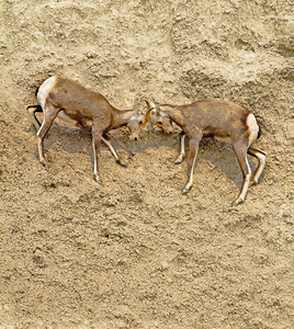 Jousting Big Horn Sheep