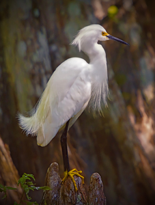 Great egret in Everglades