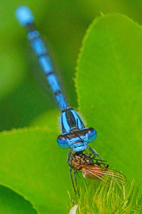 Damselfly and bee
