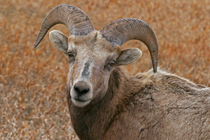 The look- bighorn sheep