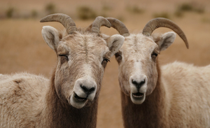 Dual big horns