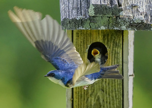 Tree swallow home