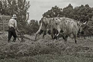 Farming with Oxen 