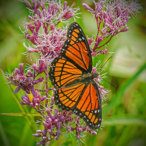 Monarch with spread wings