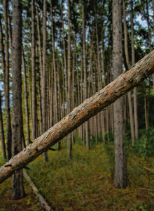 Stand of Pines