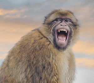  Barbary Macaques Monkey