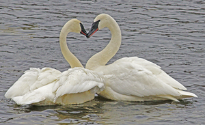 Trumpeter Swans