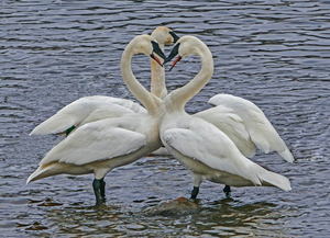 Hearty Swans