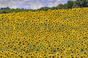 Flower fields