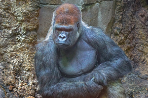 Lowland gorilla