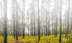 Morning mist near Lutsen