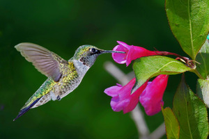 Hummer on flower
