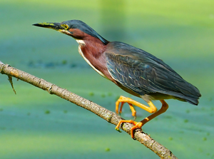 Green Heron hunting
