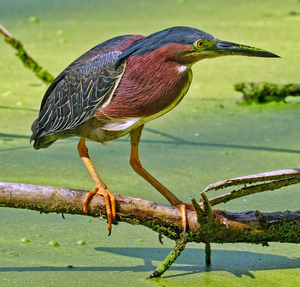 Green Heron 