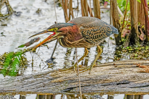 Green Heron doing dinner 
