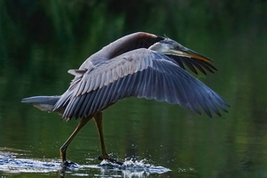 Blue heron landing