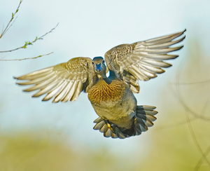 Colorful Wood duck landing