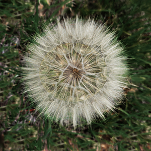 Dandelion Blow-ball