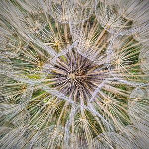 Dandelion Pappus