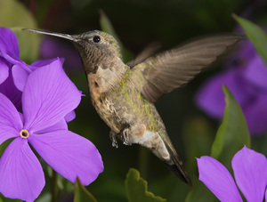 Hummer in the purple