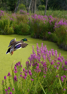 Mallard in flower pond