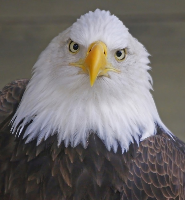 Bald eagle  by Jim Radford