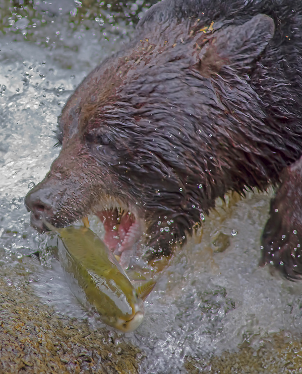 Grizzly bear and dinner by Jim Radford