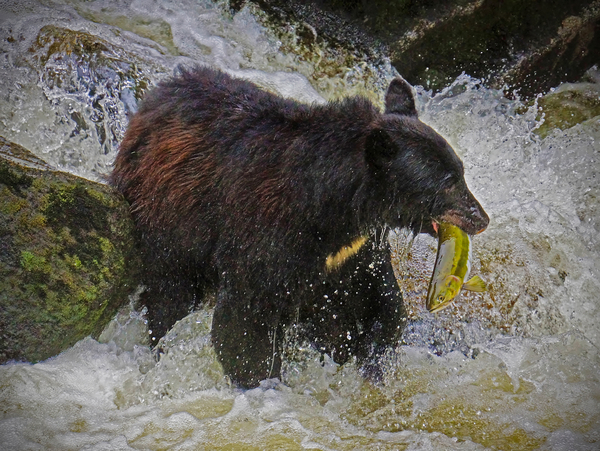 Salmon fishing by Jim Radford