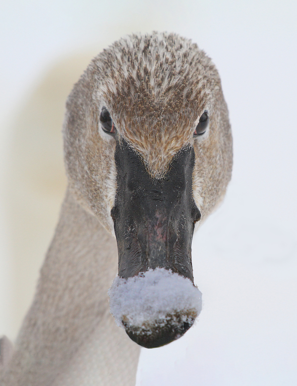 Trumpter swan by Jim Radford