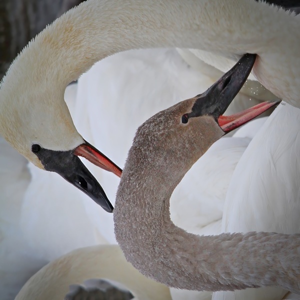 Pecking Swans Téléchargement Numérique