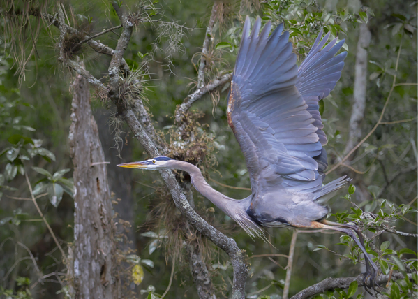 Everglades heron by Jim Radford