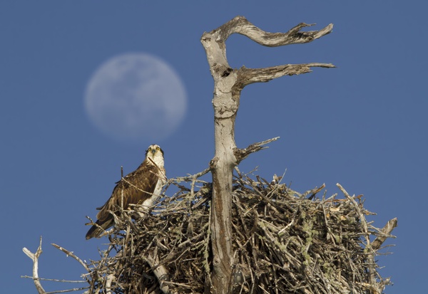 Nesting osprey by Jim Radford