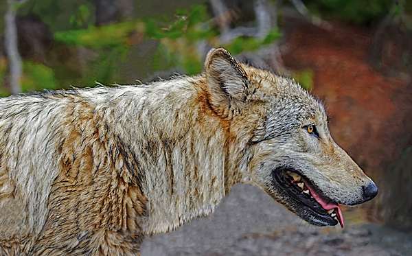 Wolf in the wild by Jim Radford