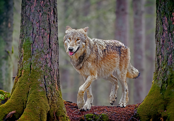 Call of the wild  by Jim Radford