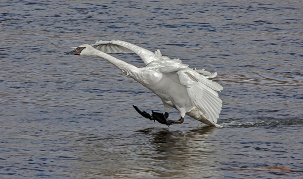 Three point landing   by Jim Radford