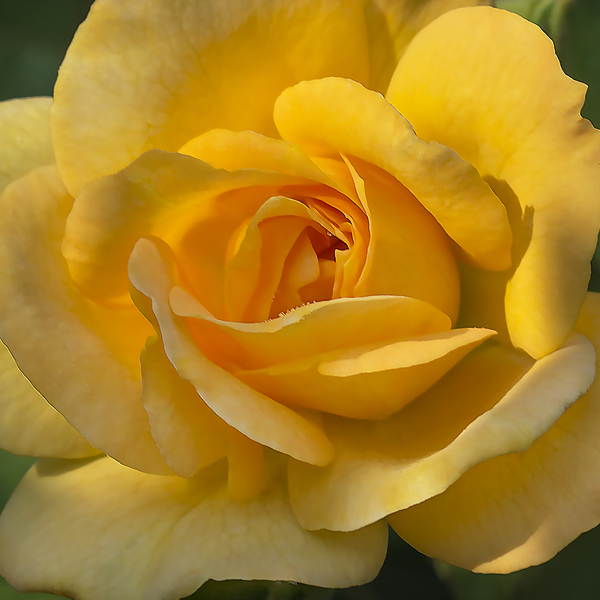 Yellow rose by Jim Radford