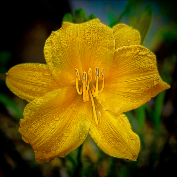 Yellow Day lily by Jim Radford