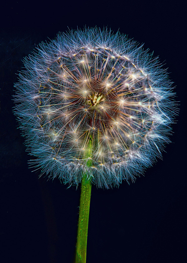 Dandelion Burst by Jim Radford