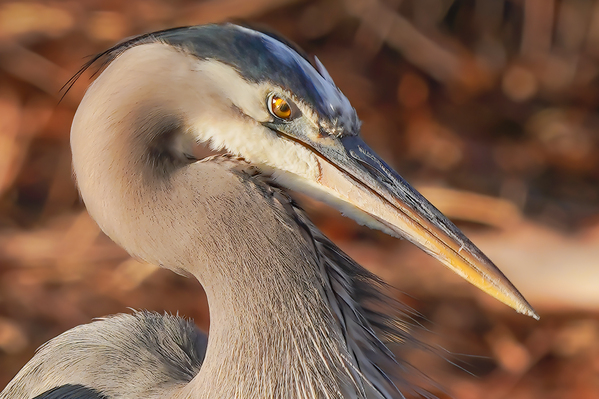 Great blue heron by Jim Radford