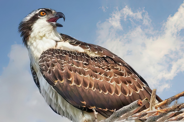 Osprey on watch by Jim Radford