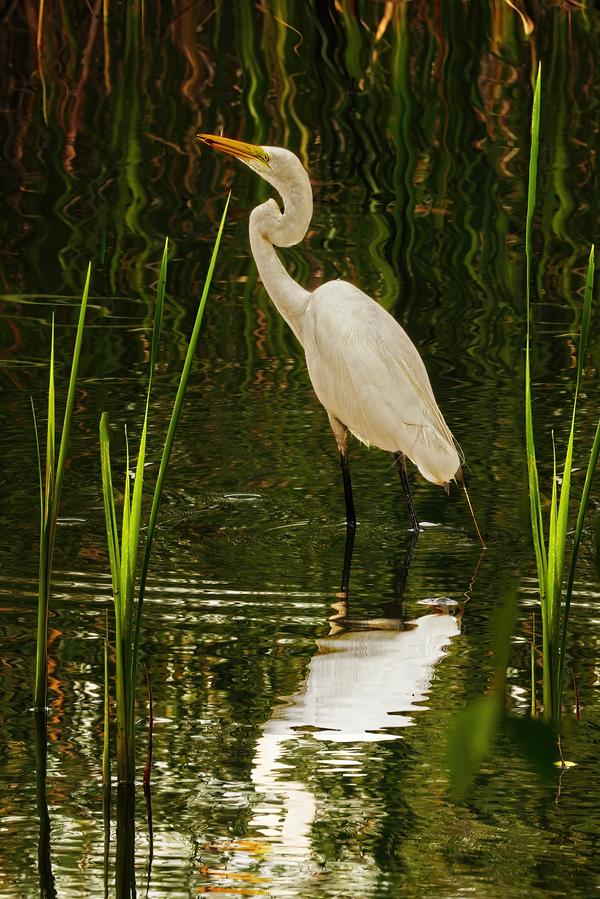 Feeding egret by Jim Radford