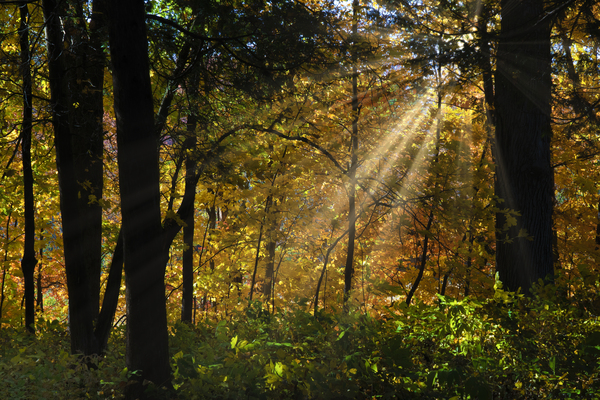 Falling leaves and beams  by Jim Radford