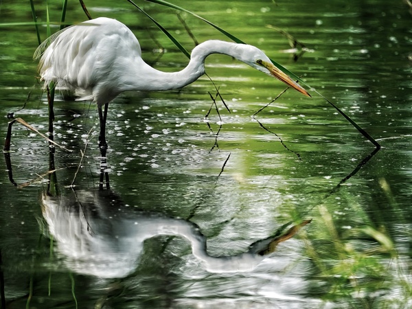 Feeding Egret by Jim Radford