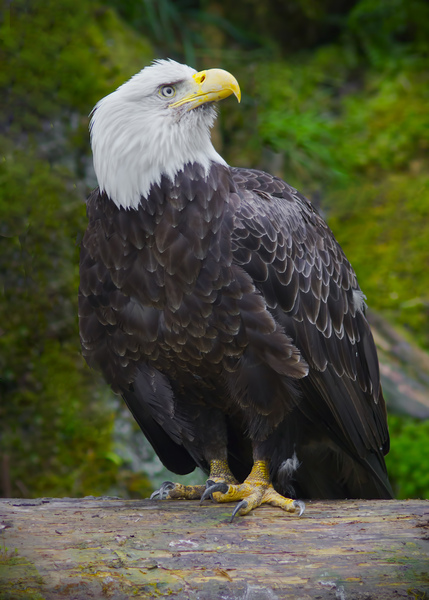 Bald eagle  Téléchargement Numérique