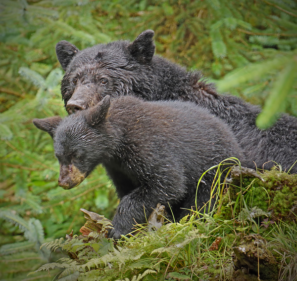 Mom and Cub by Jim Radford