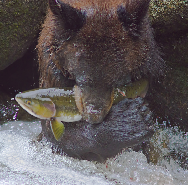 Bear greets Fish by Jim Radford