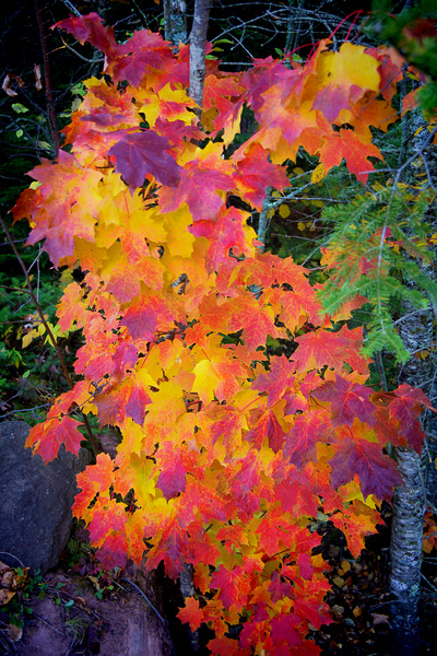 Complimentary Maple colors by Jim Radford