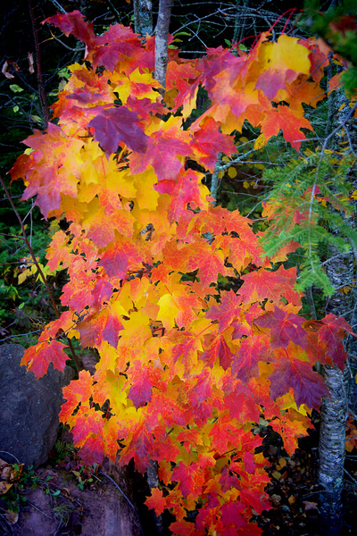 Complimentary Maple colors  Imprimer